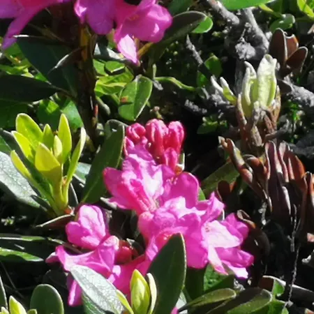 Olympia Axams Appartamento *