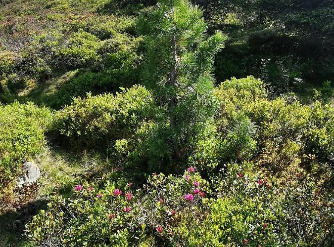 公寓 Olympia Axams 因斯布鲁克