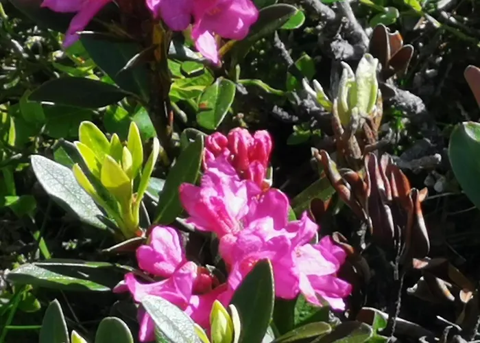 Olympia Axams Apartmán *