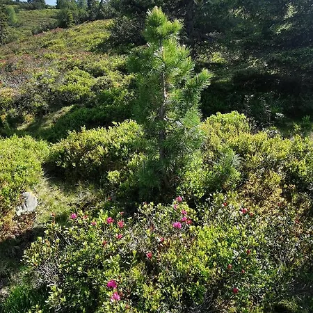 Apartment Olympia Axams Innsbruck